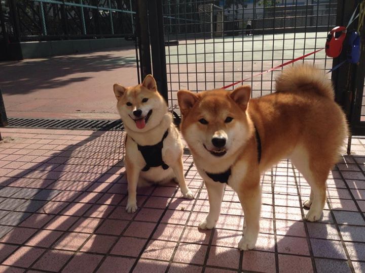 败者的火焰，当奥恰洛夫在团队失利中点燃赛场