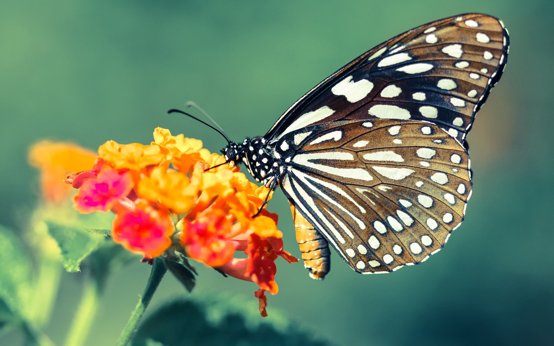 爱游戏APP-跨越太平洋的足球呼应，日本险胜希腊与梅西状态火热的深层联系