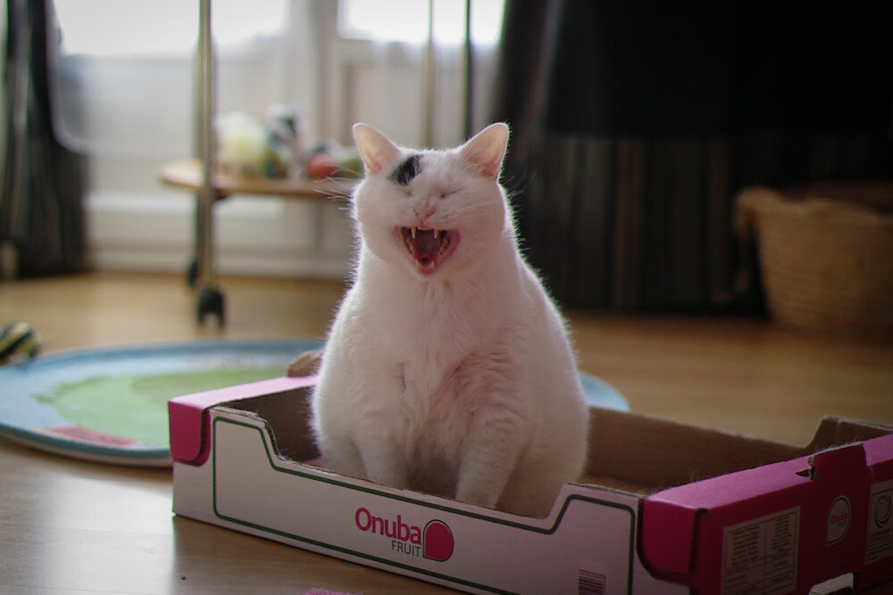 爱游戏娱乐-猎豹与犀牛的对决，阿隆索致命一刺，红牛惊险割喉雷诺