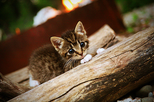 2026世界杯焦点战，活塞式防守绞杀奇才，决胜局争议带走胜利