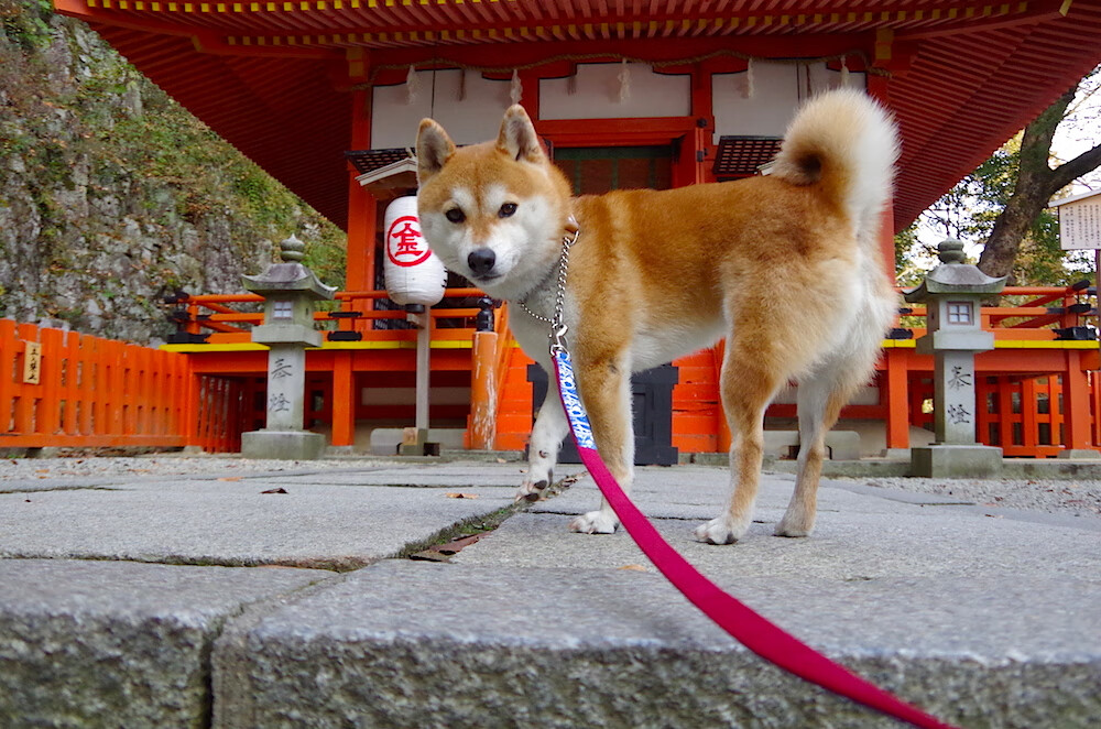 铁血防线如国王锁熊，曼城演绎绿茵防守艺术