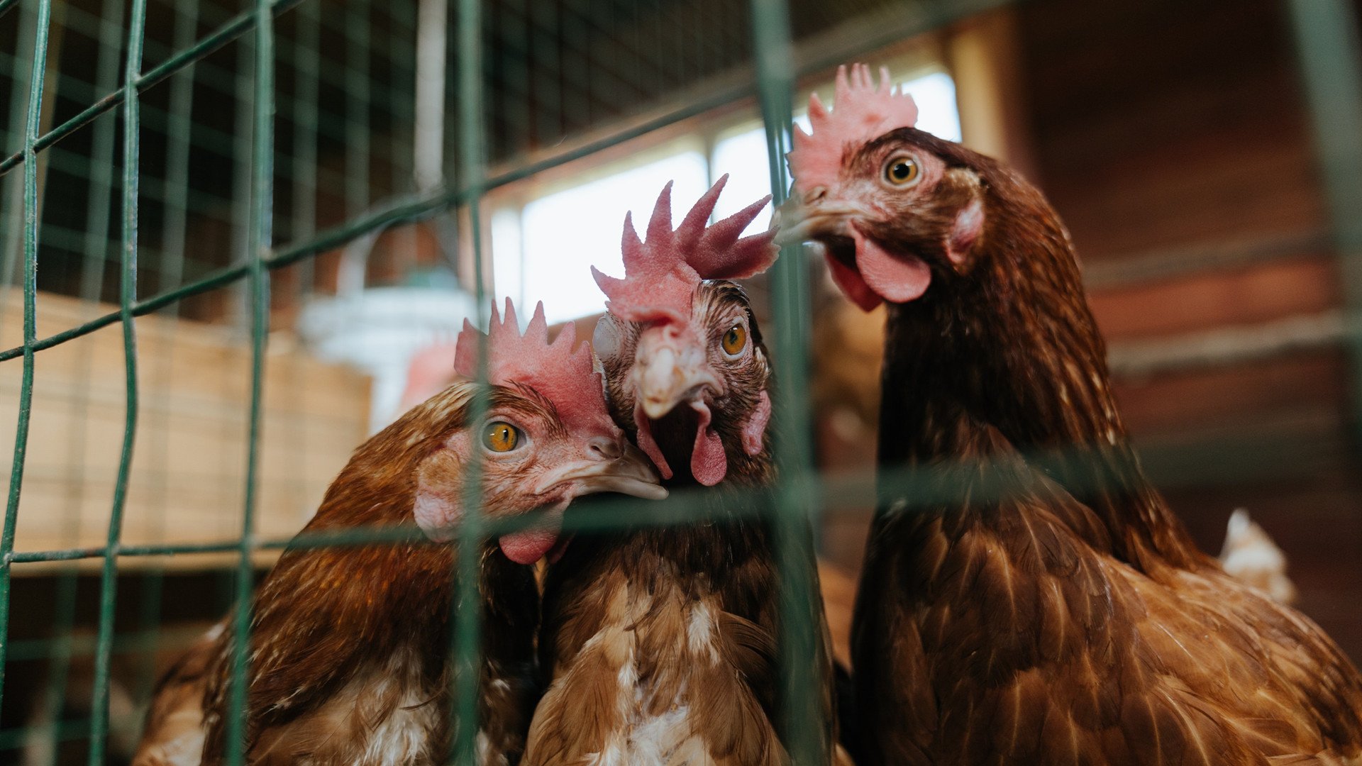 翡翠岛遇斑马，南美风骨铸传奇，巴尔韦德的五百次呼吸