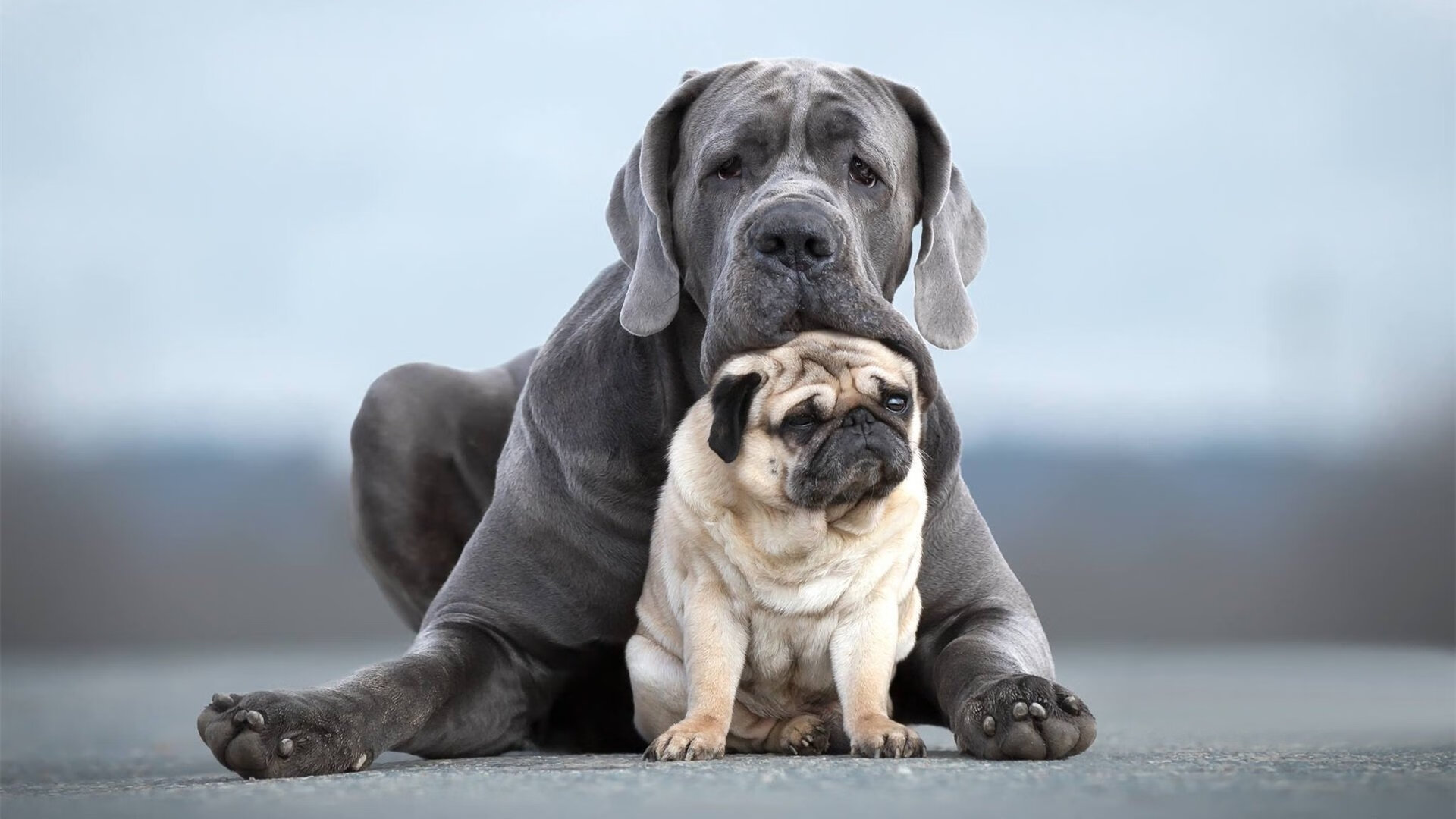 爱游戏在线-冰与火之歌，切特的完美交响乐，猛龙铁链锁死东方蛟龙
