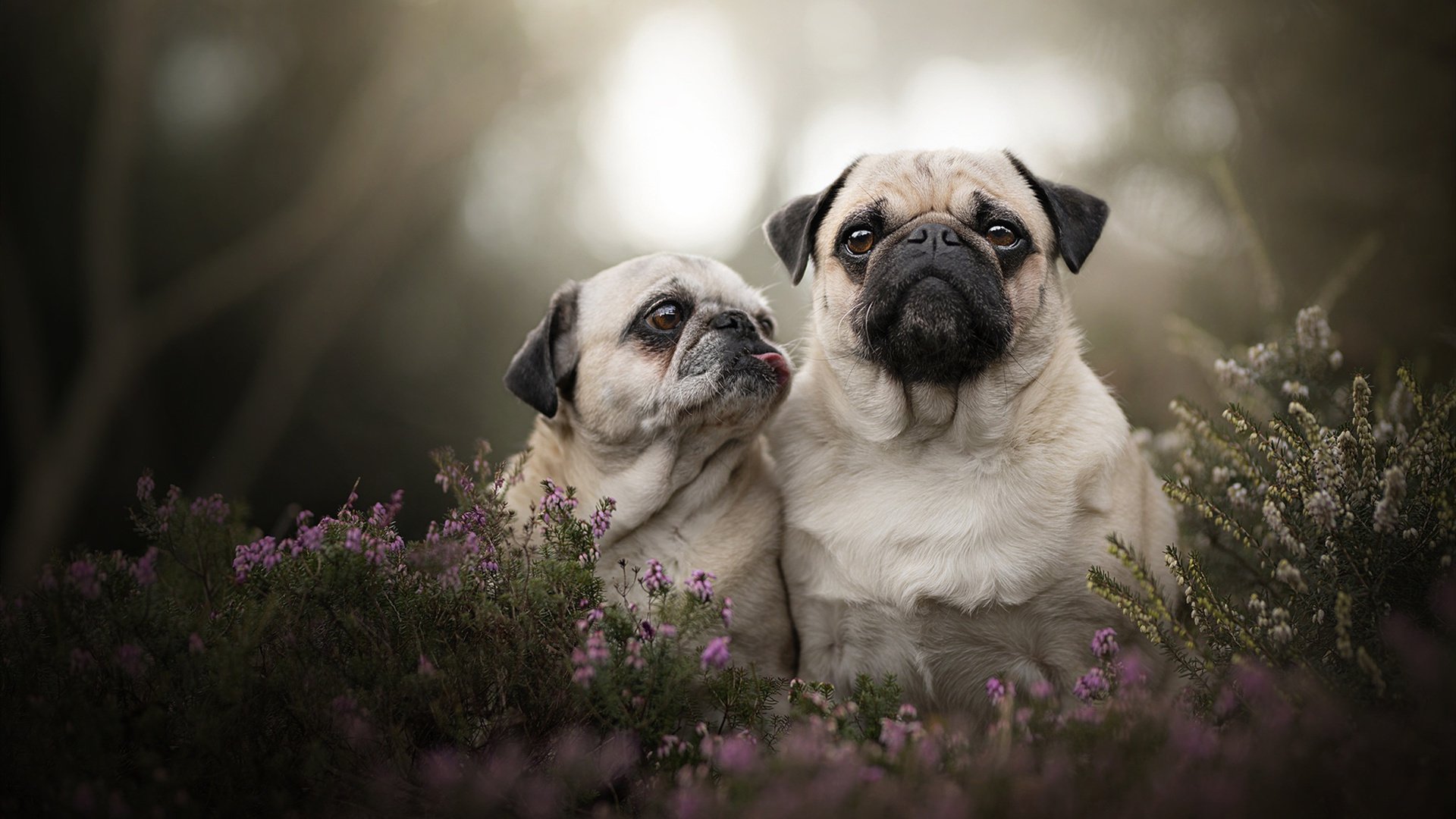 当艺术足球穿越时空，迪马利亚的文艺复兴绘卷助枪手力克红龙传奇