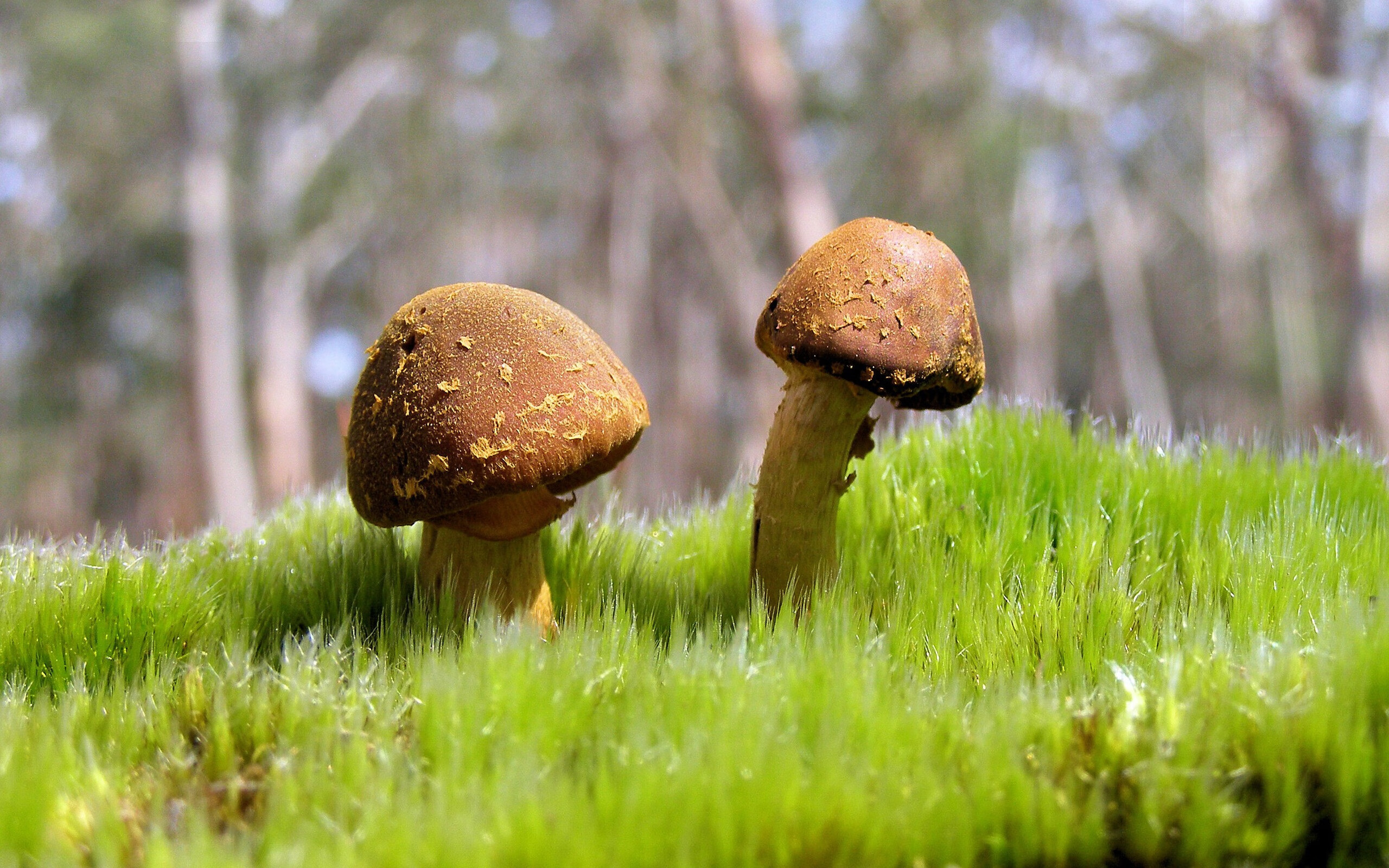 无解爆破！卡拉斯科带电撕破防线，比利时红魔动力全开轻取哥斯达黎加