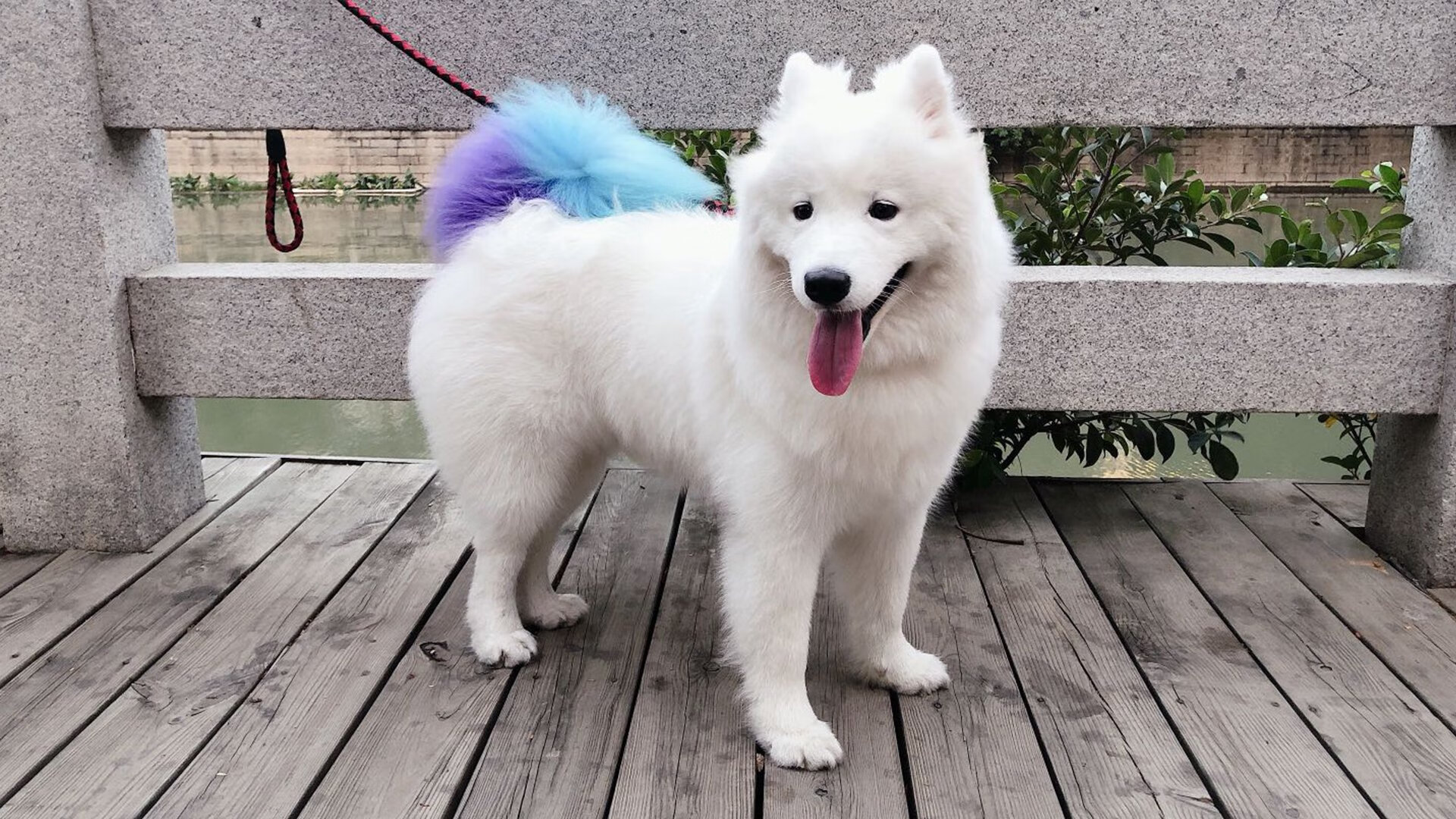 当拉梅洛·鲍尔现身达拉斯，一场错位记忆如何让独行侠与篮网的比赛提前失去悬念