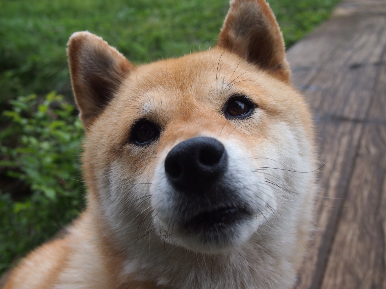 次元裂缝中的主宰，当库里在F1赛道接管比赛，深圳队在篮球场淘汰猛龙