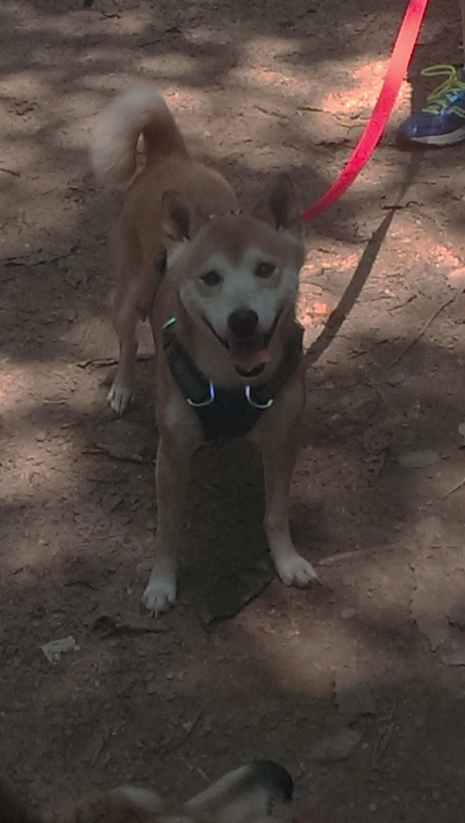 当国王南下,贝恩如何成为广东王朝的关键先生