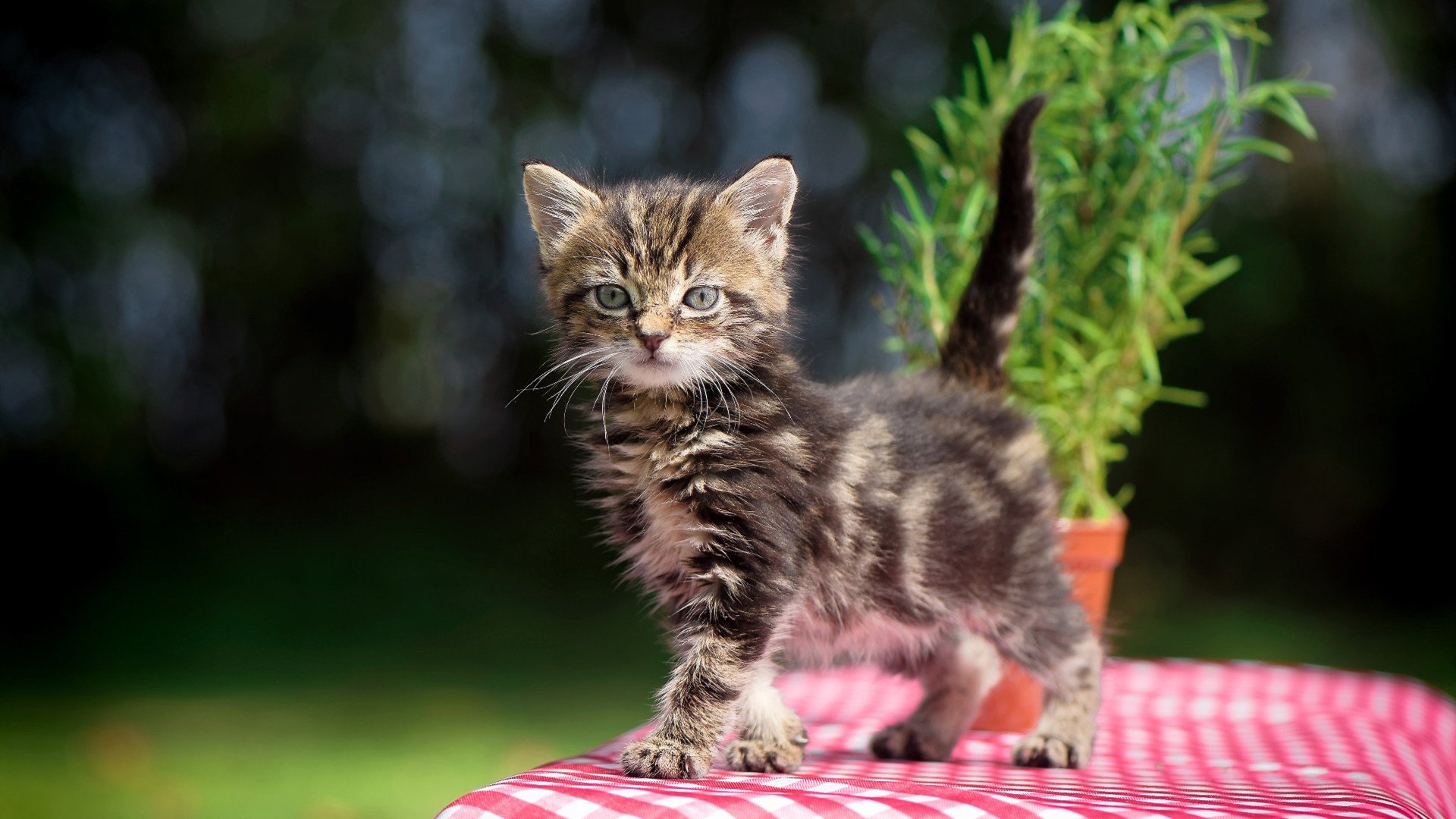 铁卫定乾坤，巴斯托尼运筹帷幄，波斯铁骑破局斩波兰