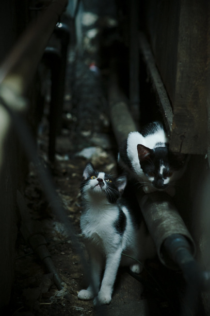 死神中投再现，麦迪逊花园上演末节擒火